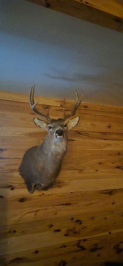 Split Beam buck mount.jpeg